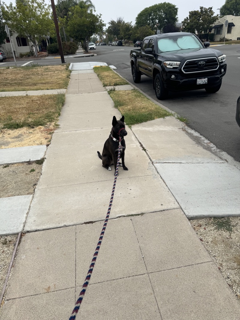 A picture of a black dog named Bowie sitting, taken on July 1 2024 at 6:17 am